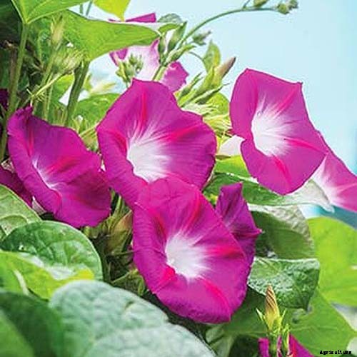 15 of the Best Common Morning Glory Varieties for Home Gardeners