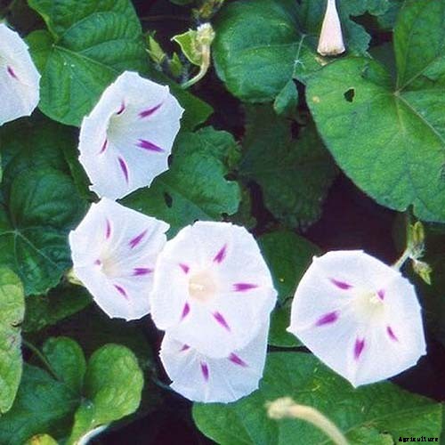 15 of the Best Common Morning Glory Varieties for Home Gardeners