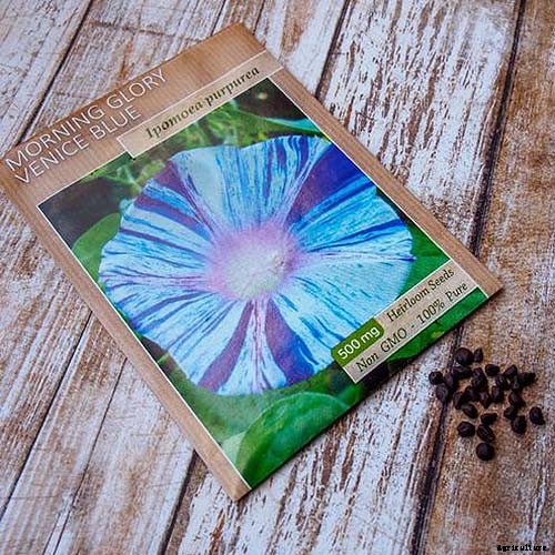 15 of the Best Common Morning Glory Varieties for Home Gardeners
