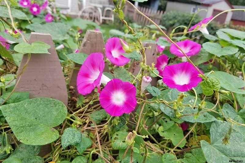 15 of the Best Common Morning Glory Varieties for Home Gardeners