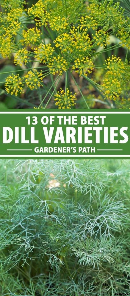 13 of the Best Dill Varieties for Your Herb Garden