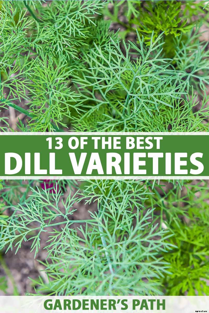 13 of the Best Dill Varieties for Your Herb Garden