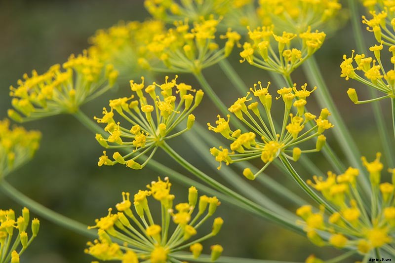 13 of the Best Dill Varieties for Your Herb Garden