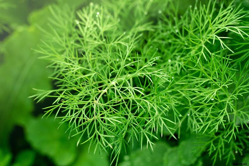 13 of the Best Dill Varieties for Your Herb Garden