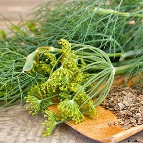 13 of the Best Dill Varieties for Your Herb Garden