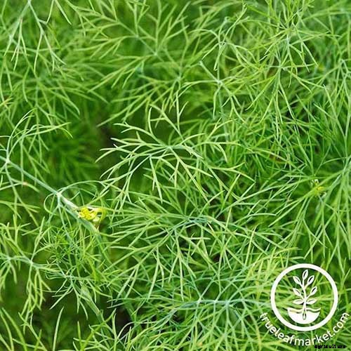 13 of the Best Dill Varieties for Your Herb Garden