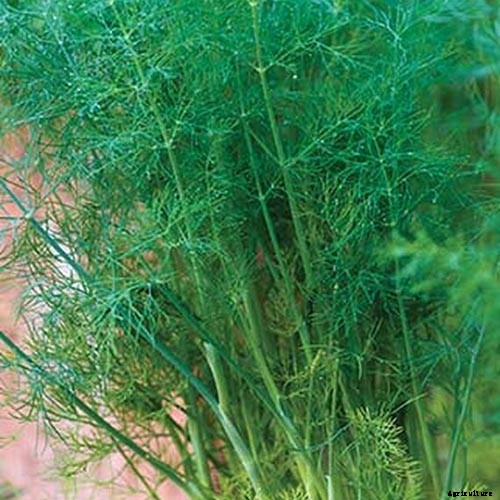 13 of the Best Dill Varieties for Your Herb Garden