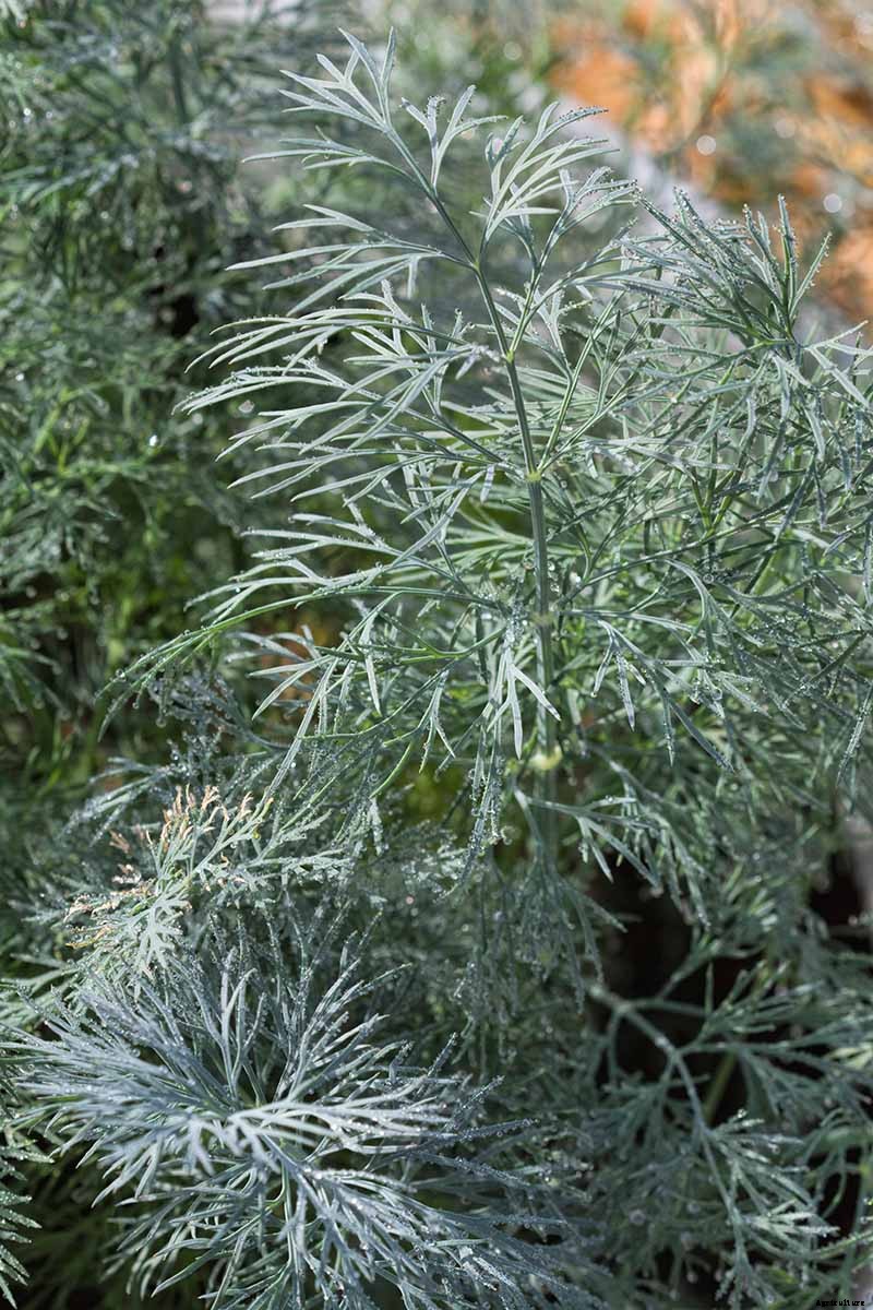 13 of the Best Dill Varieties for Your Herb Garden