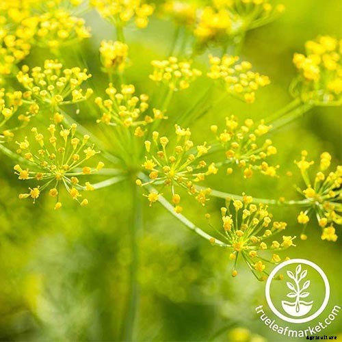 13 of the Best Dill Varieties for Your Herb Garden