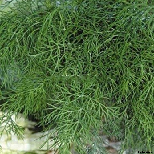13 of the Best Dill Varieties for Your Herb Garden
