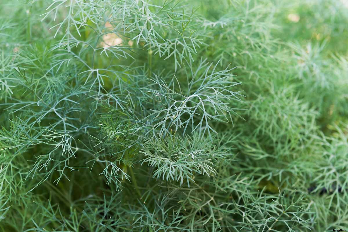 13 of the Best Dill Varieties for Your Herb Garden