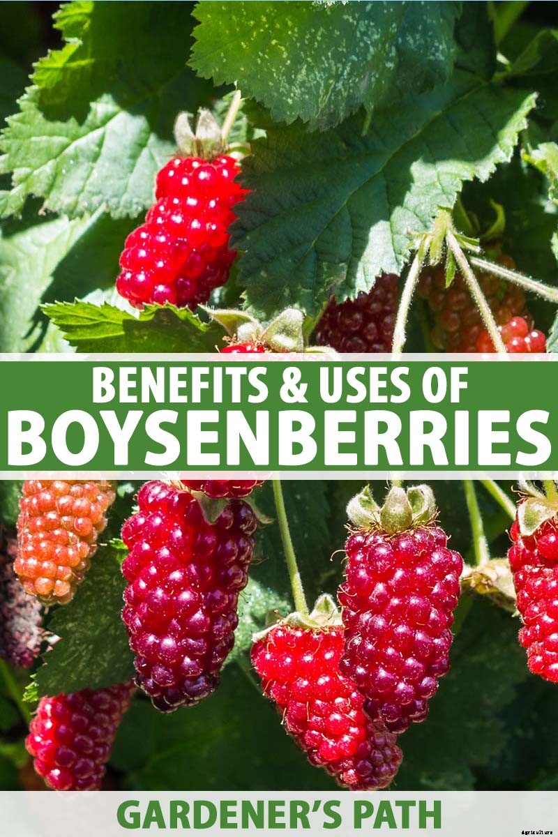 The Benefits of Boysenberry: Why You Need this Brambly Hybrid in Your Life