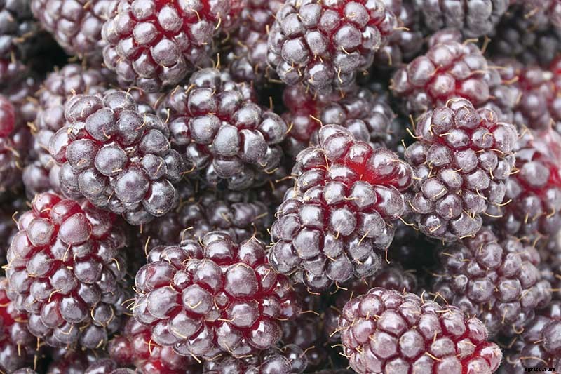 The Benefits of Boysenberry: Why You Need this Brambly Hybrid in Your Life