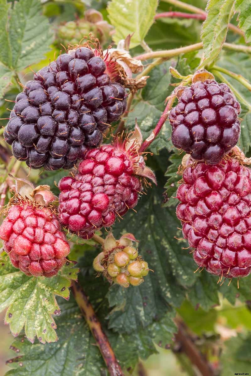 The Benefits of Boysenberry: Why You Need this Brambly Hybrid in Your Life