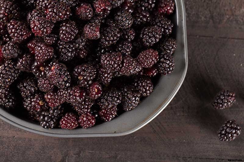 The Benefits of Boysenberry: Why You Need this Brambly Hybrid in Your Life