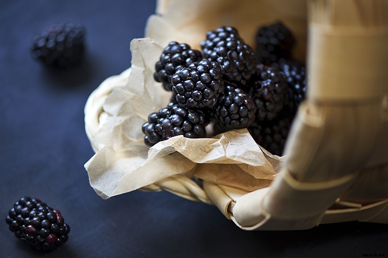 The Benefits of Boysenberry: Why You Need this Brambly Hybrid in Your Life