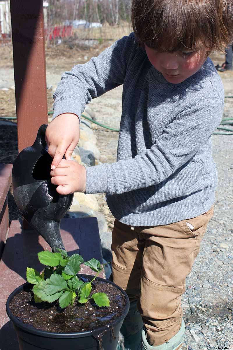 The Benefits of Boysenberry: Why You Need this Brambly Hybrid in Your Life