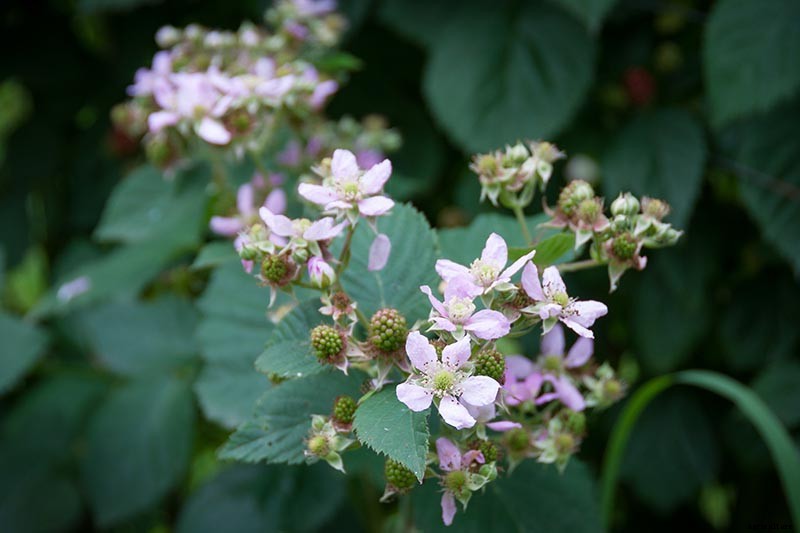 The Benefits of Boysenberry: Why You Need this Brambly Hybrid in Your Life