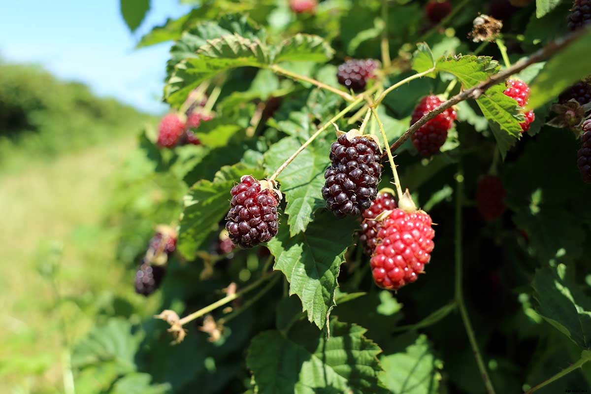 The Benefits of Boysenberry: Why You Need this Brambly Hybrid in Your Life
