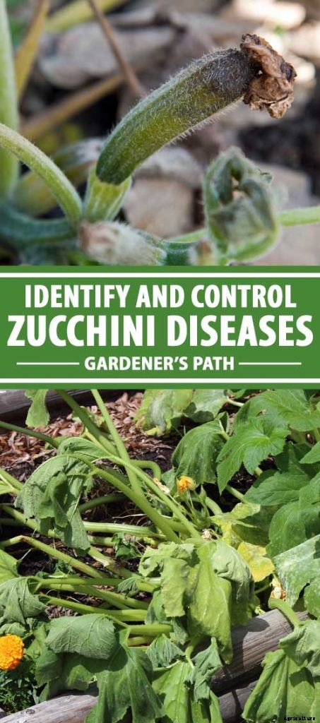 How to Identify and Control Common Zucchini Diseases