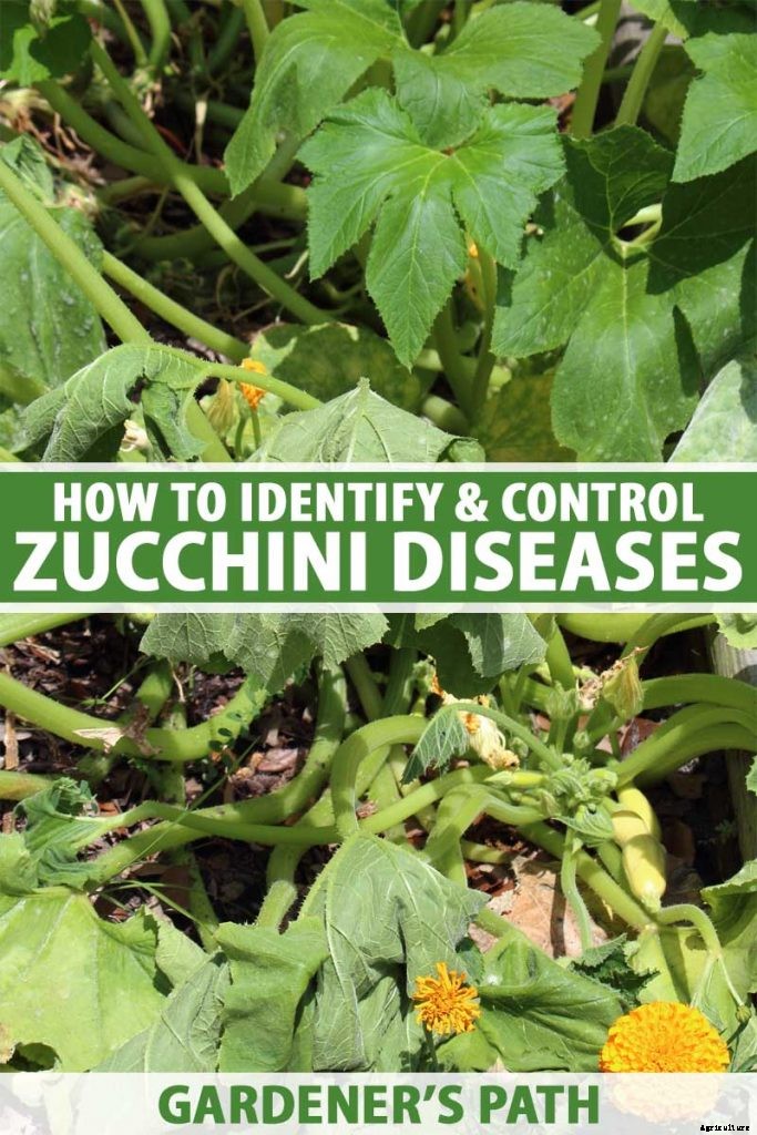 How to Identify and Control Common Zucchini Diseases