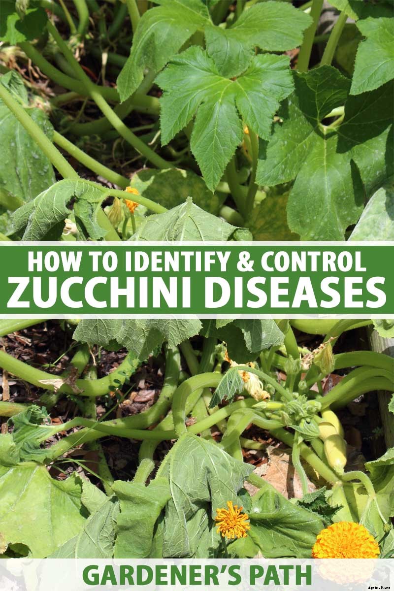 How to Identify and Control Common Zucchini Diseases