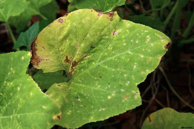 How to Identify and Control Common Zucchini Diseases