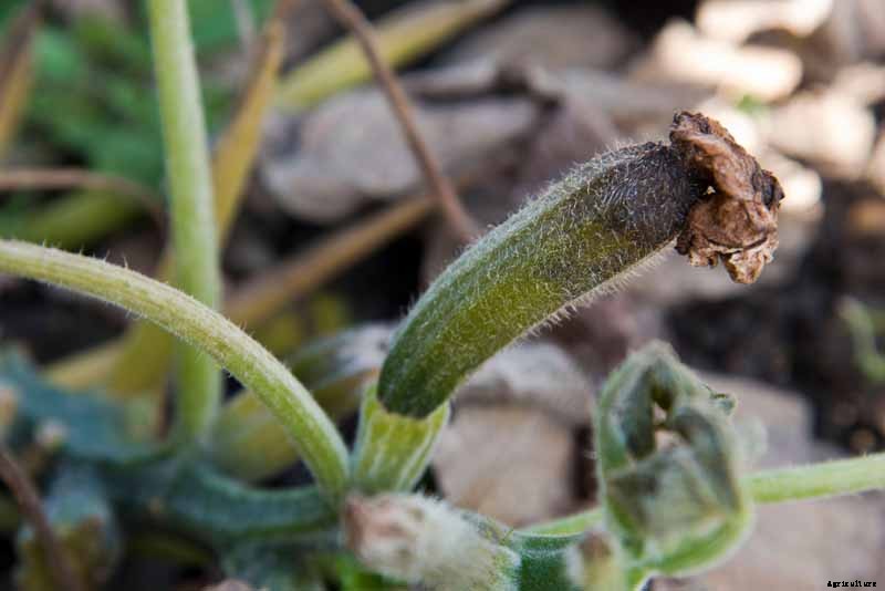 How to Identify and Control Common Zucchini Diseases
