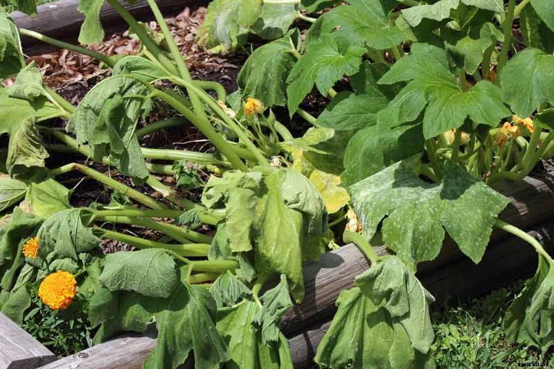 How to Identify and Control Common Zucchini Diseases