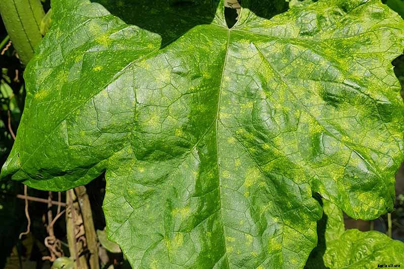 How to Identify and Control Common Zucchini Diseases