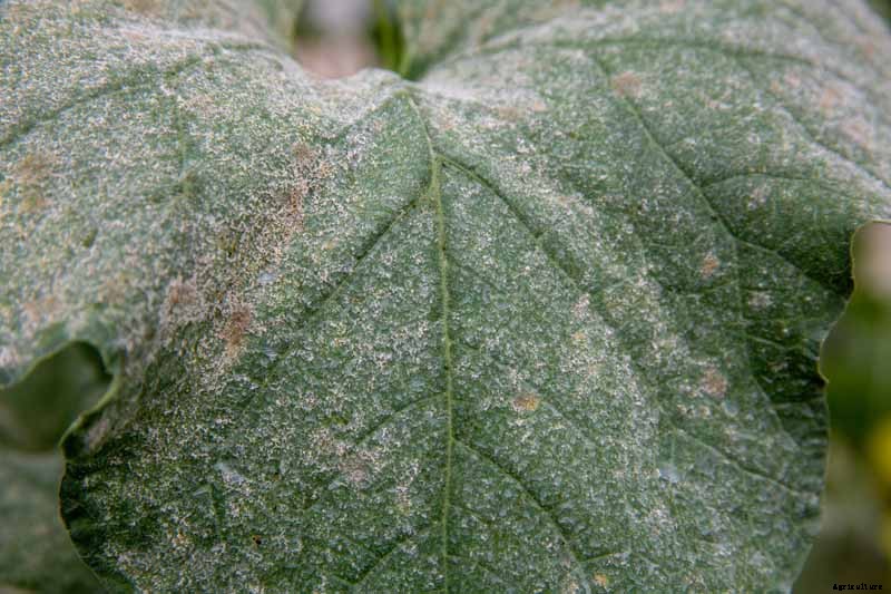 How to Identify and Control Common Zucchini Diseases