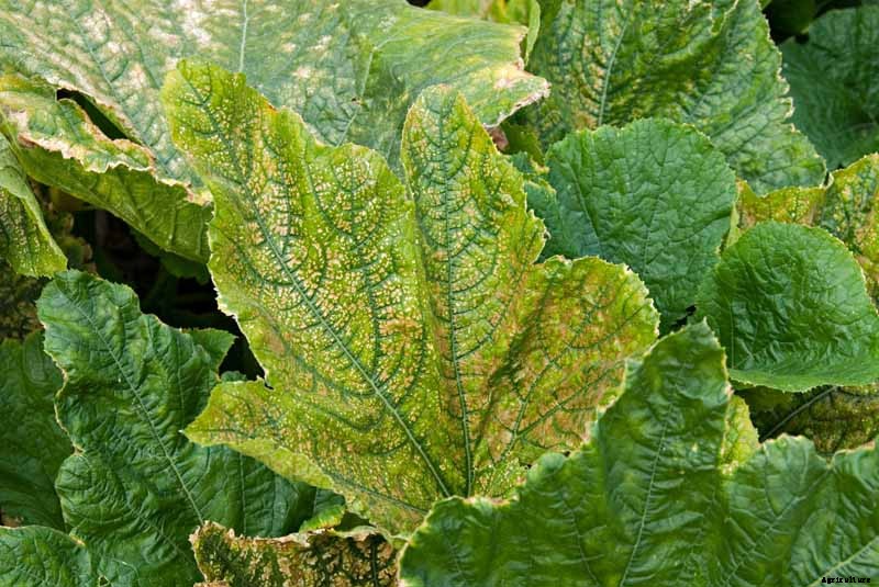 How to Identify and Control Common Zucchini Diseases