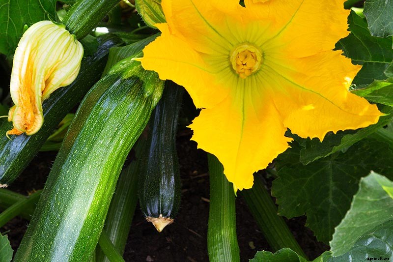 How to Identify and Control Common Zucchini Diseases