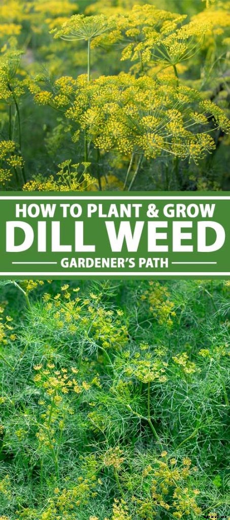 How to Plant and Grow Dill