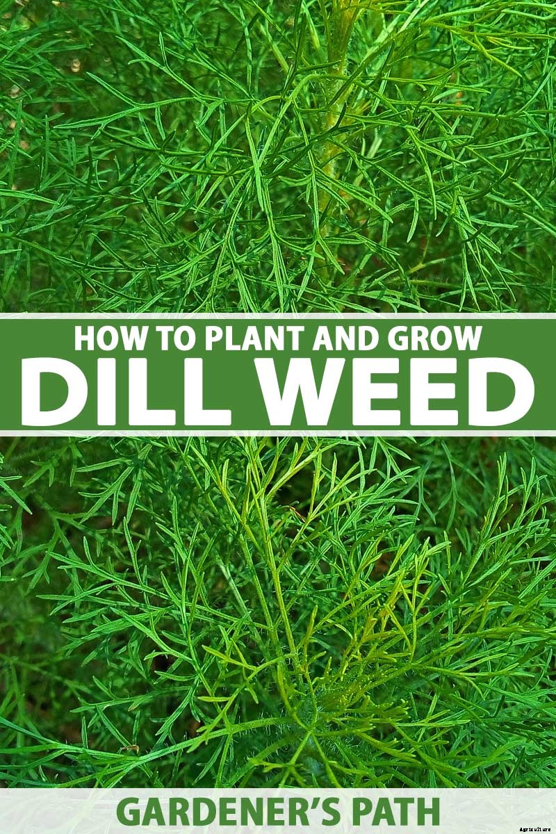 How to Plant and Grow Dill