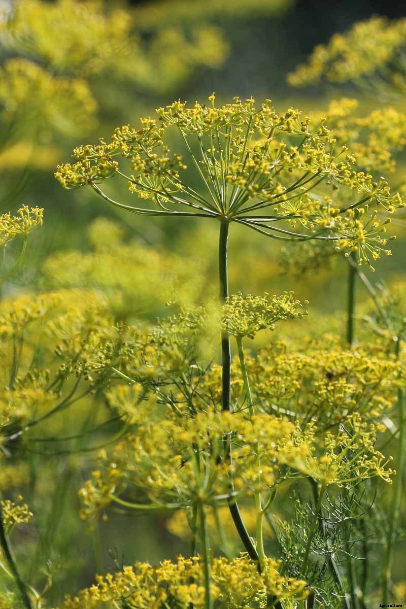 How to Plant and Grow Dill