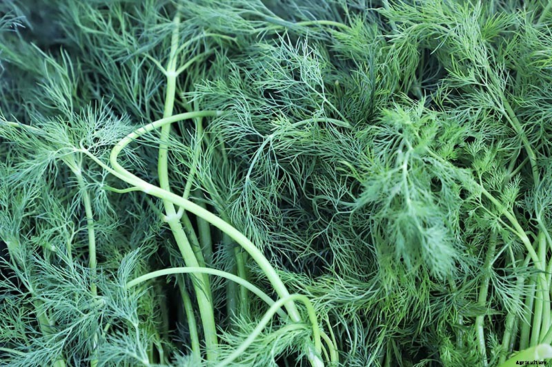 How to Plant and Grow Dill