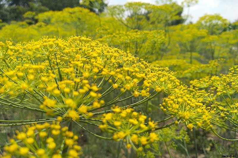 How to Plant and Grow Dill
