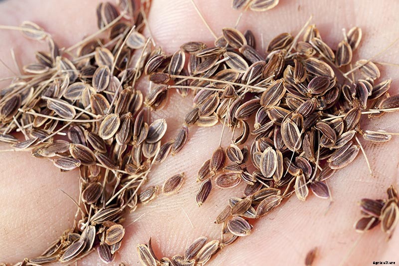 How to Plant and Grow Dill