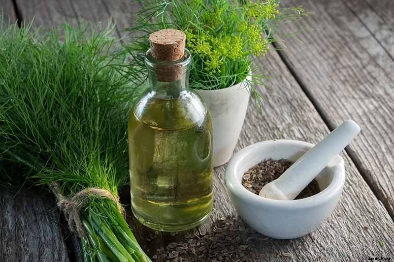 How to Plant and Grow Dill