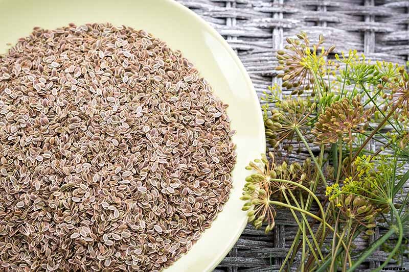 How to Plant and Grow Dill