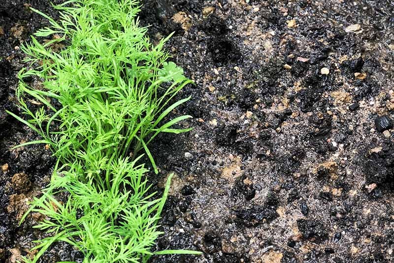 How to Plant and Grow Dill
