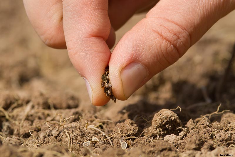 How to Plant and Grow Dill