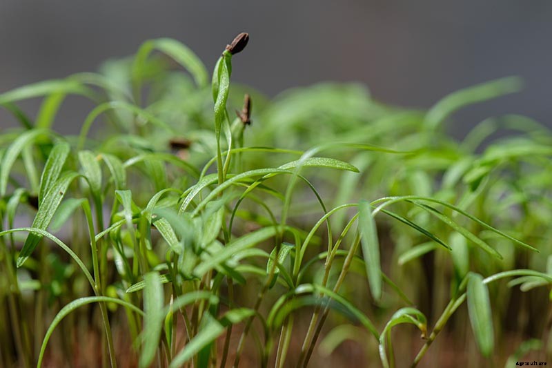 How to Plant and Grow Dill