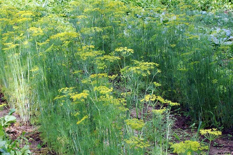 How to Plant and Grow Dill