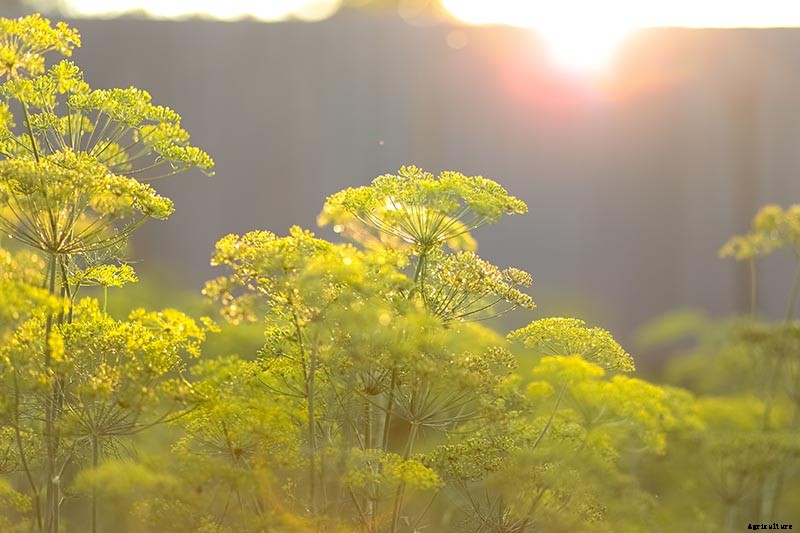 How to Plant and Grow Dill