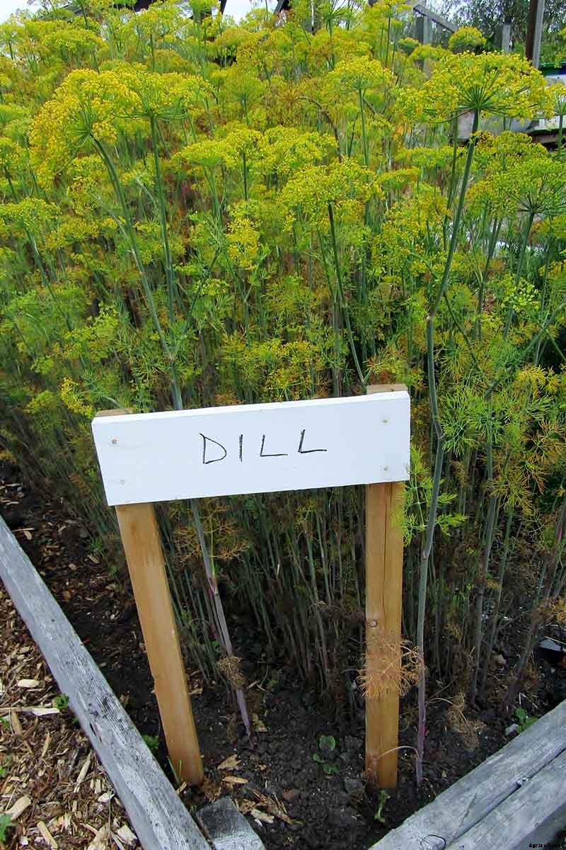 How to Plant and Grow Dill