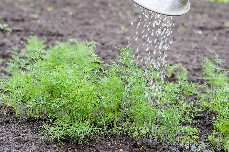 How to Plant and Grow Dill