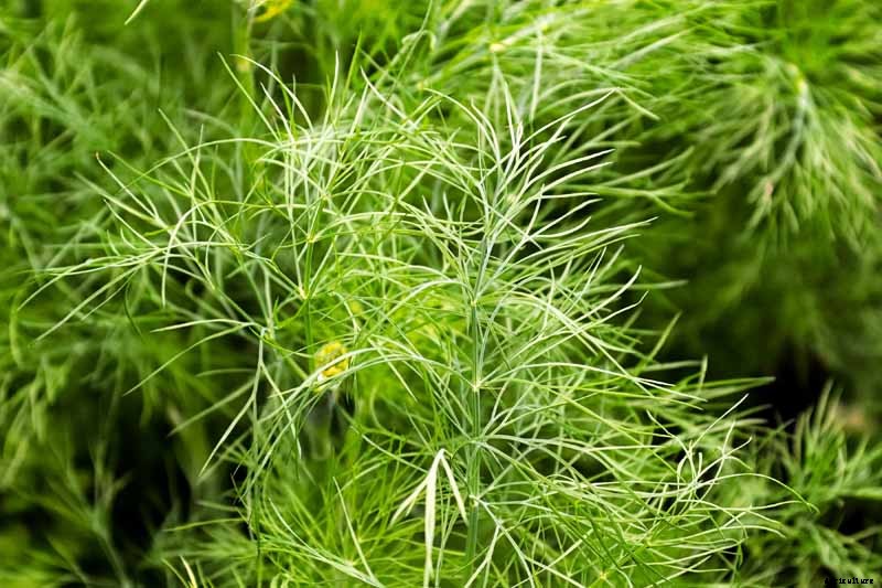 How to Plant and Grow Dill