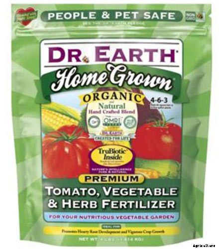 How to Plant and Grow Dill